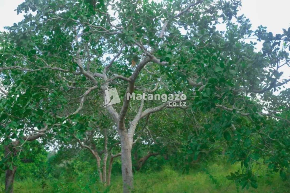Shamba Lenye Hati La Ekari 6 Linauzwa Mkuranga