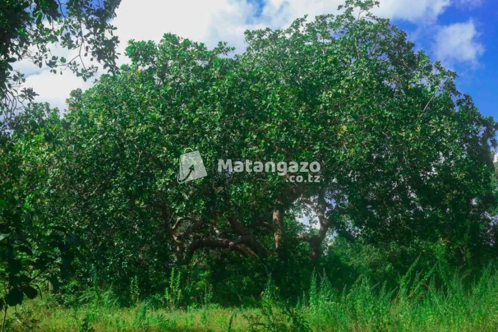 Shamba Lenye Hati La Ekari 6 Linauzwa Mkuranga