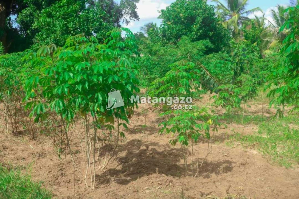 Shamba Lenye Hati La Ekari 6 Linauzwa Mkuranga
