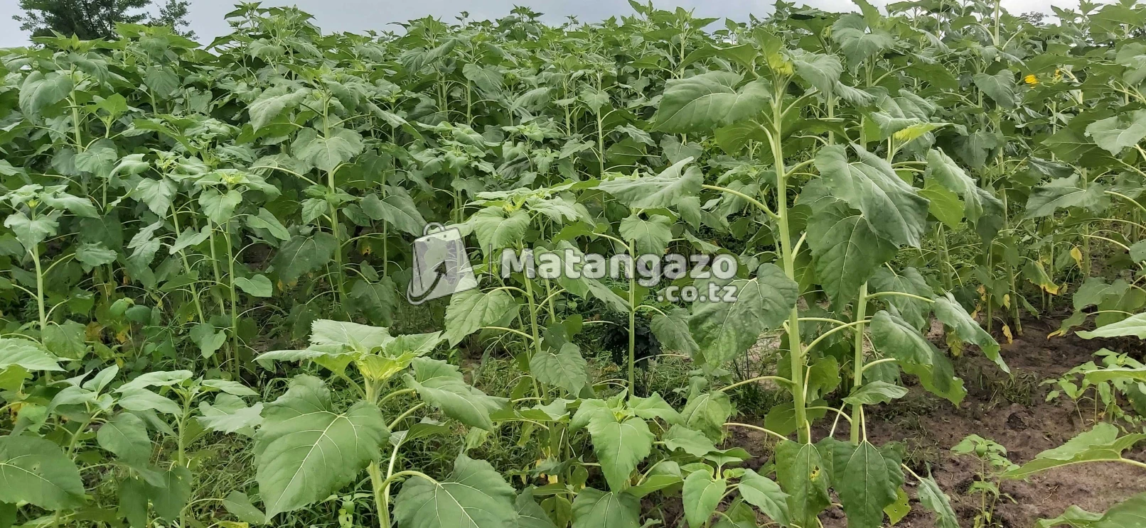 Shamba La Ekari 70 Linauzwa