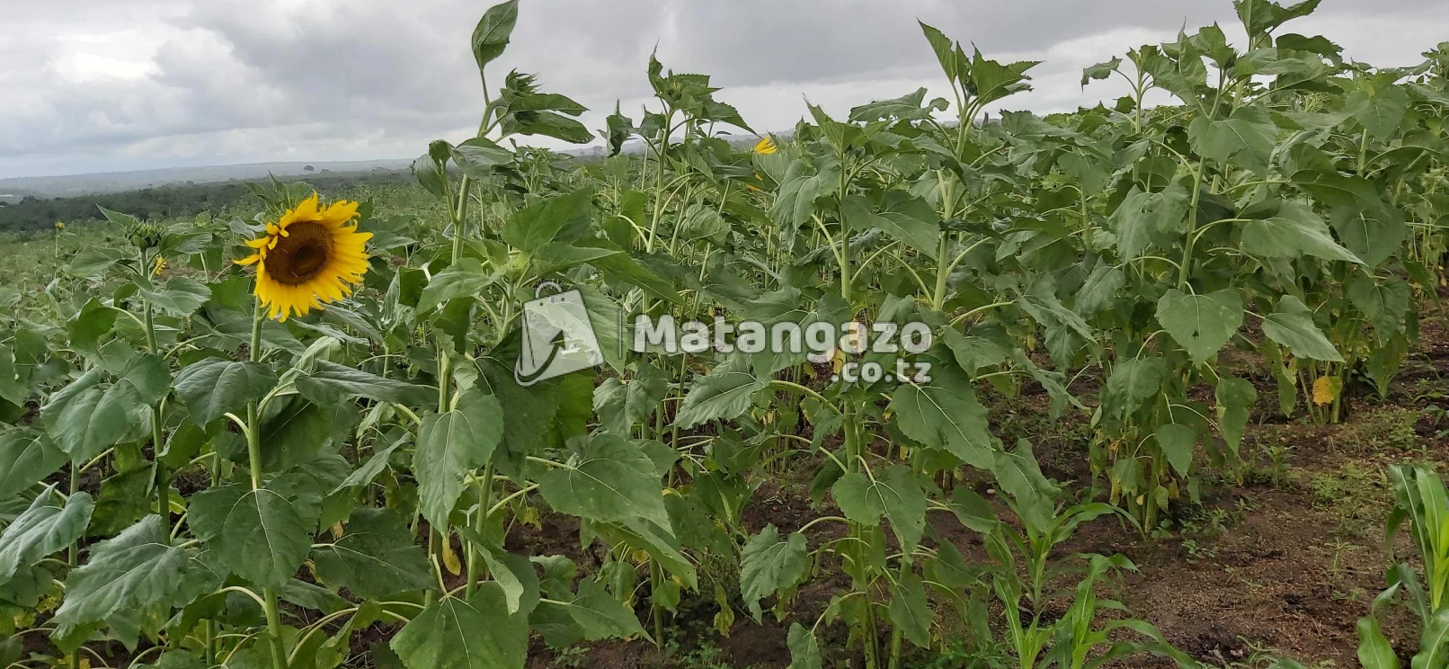 Shamba La Ekari 70 Linauzwa