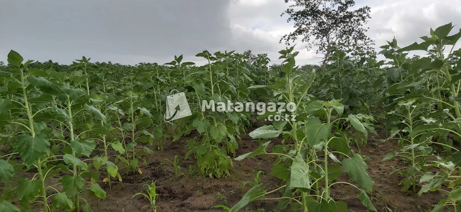 Shamba La Ekari 70 Linauzwa