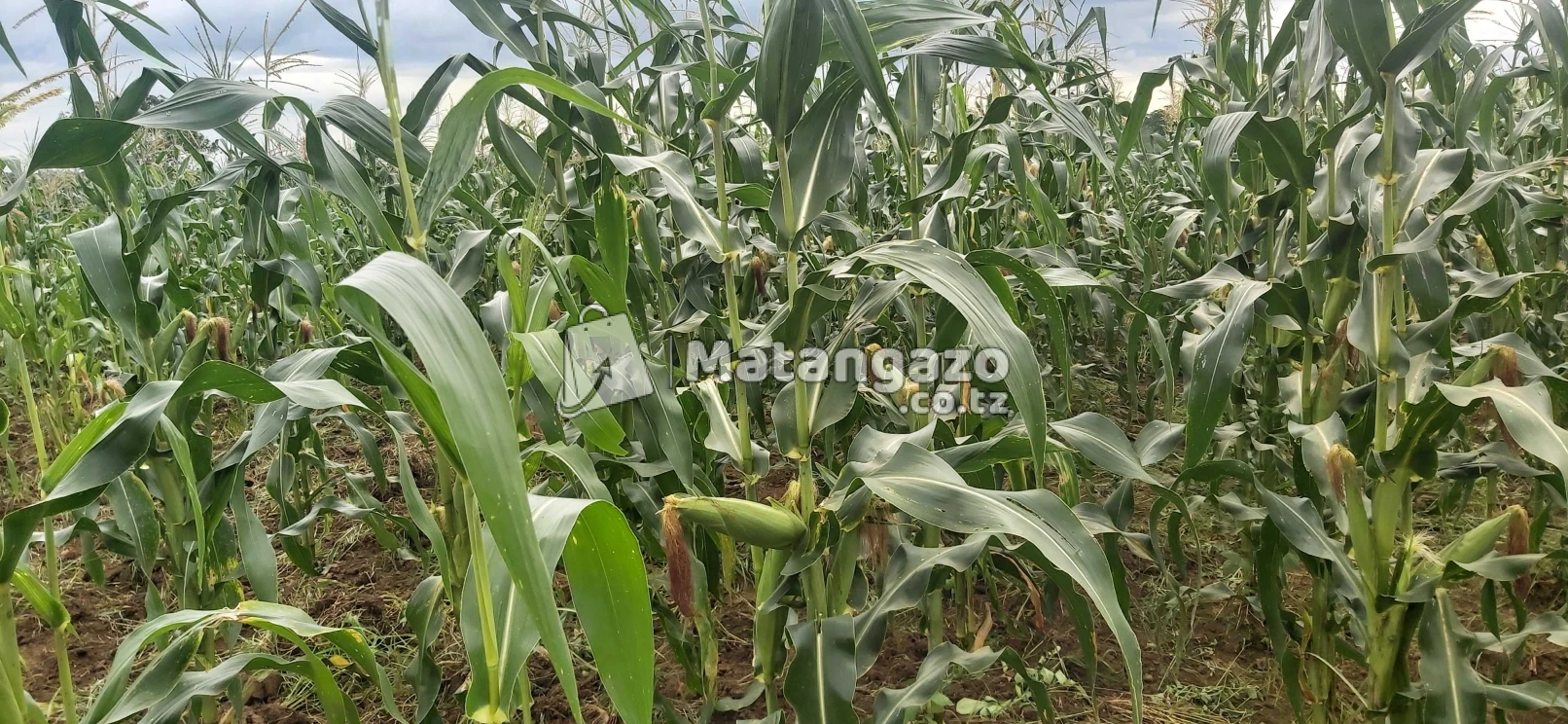 Shamba La Ekari 40 Linauzwa