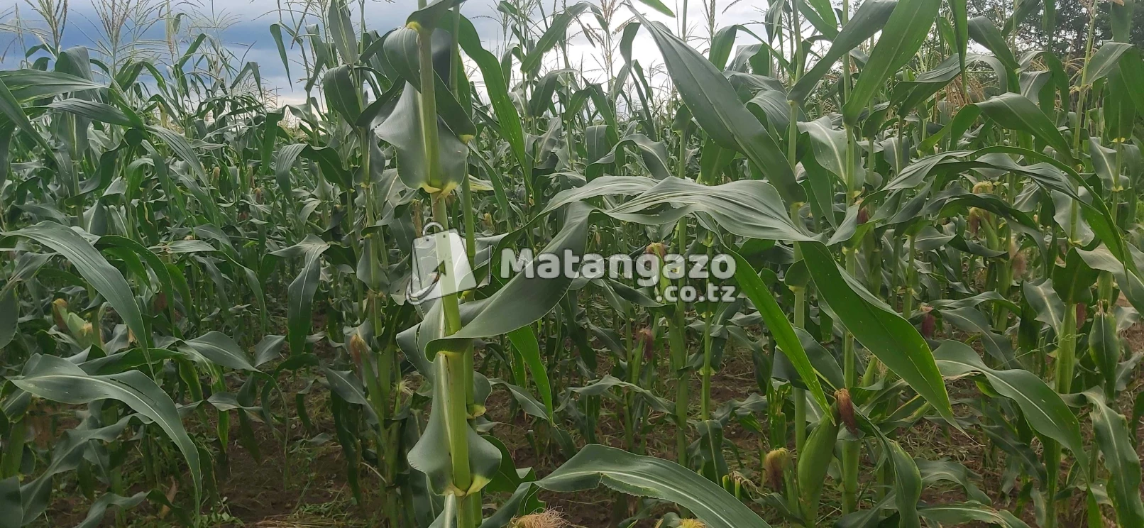 Shamba La Ekari 40 Linauzwa