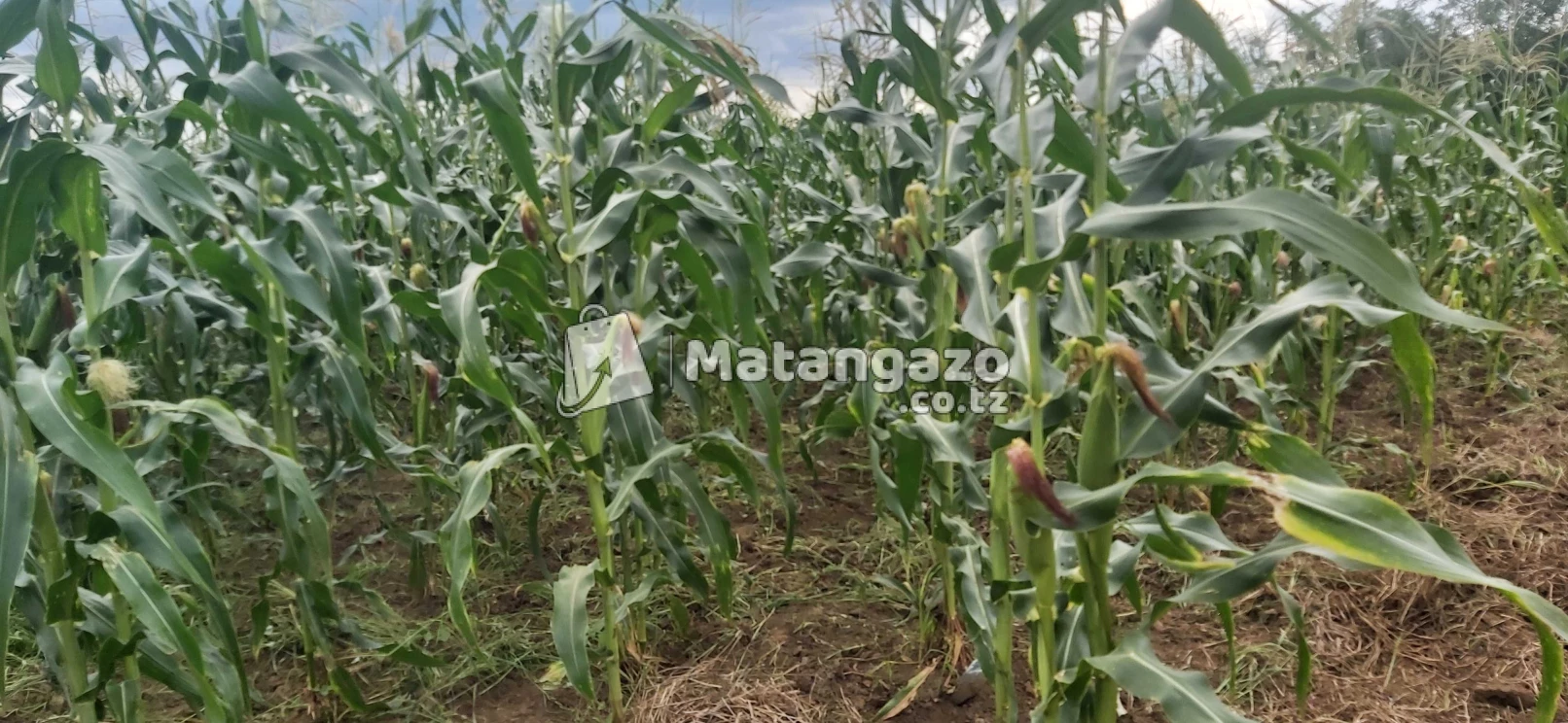 Shamba La Ekari 40 Linauzwa