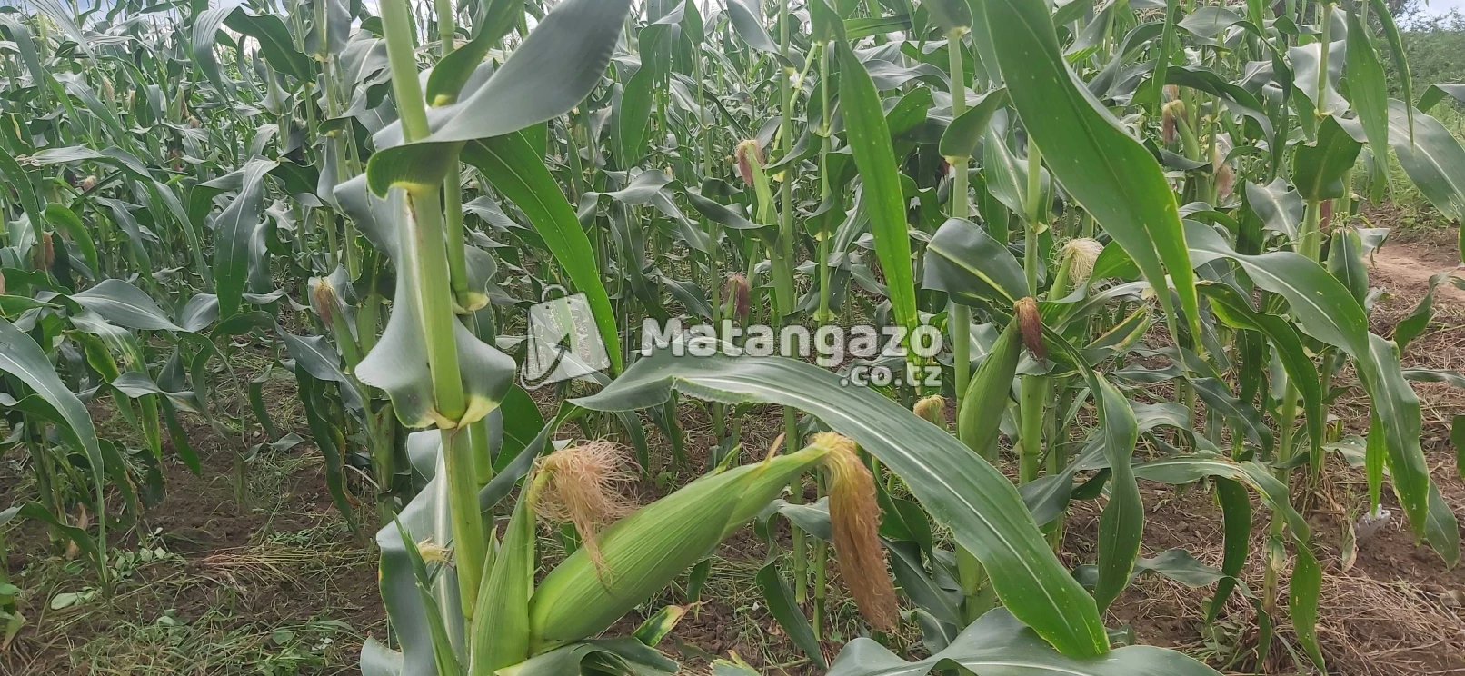 Shamba La Ekari 40 Linauzwa