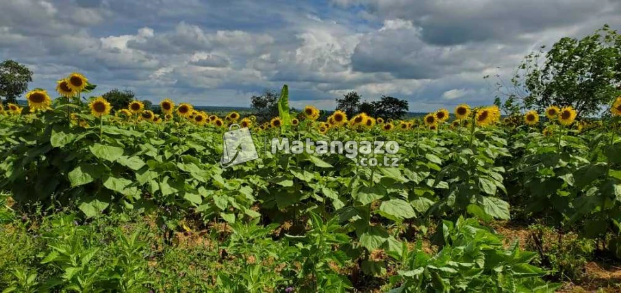 Shamba La Ekari 6 Linauzwa