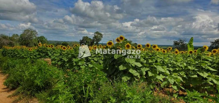 Shamba La Ekari 6 Linauzwa