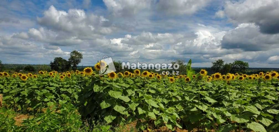 Shamba La Ekari 6 Linauzwa