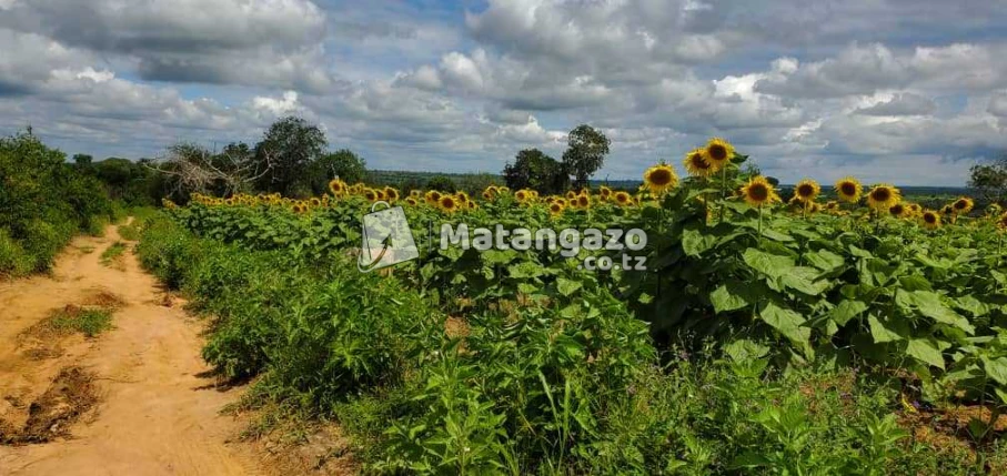Shamba La Ekari 6 Linauzwa