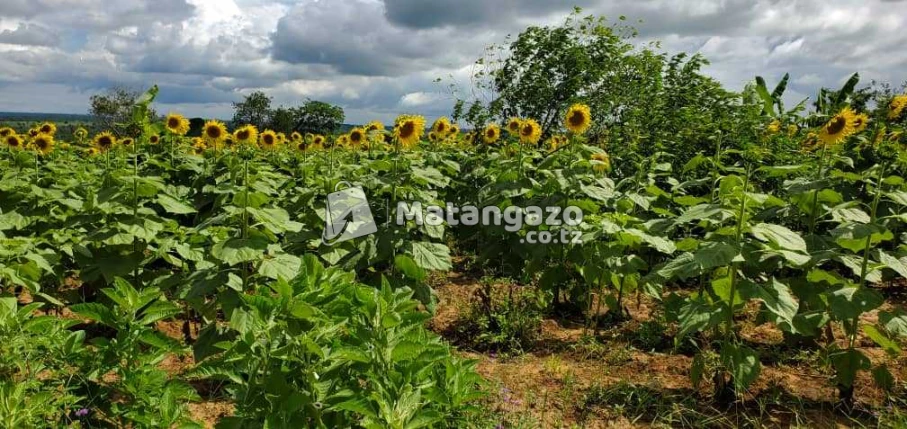 Shamba La Ekari 6 Linauzwa