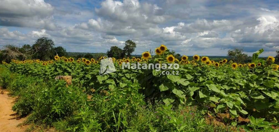 Shamba La Ekari 6 Linauzwa