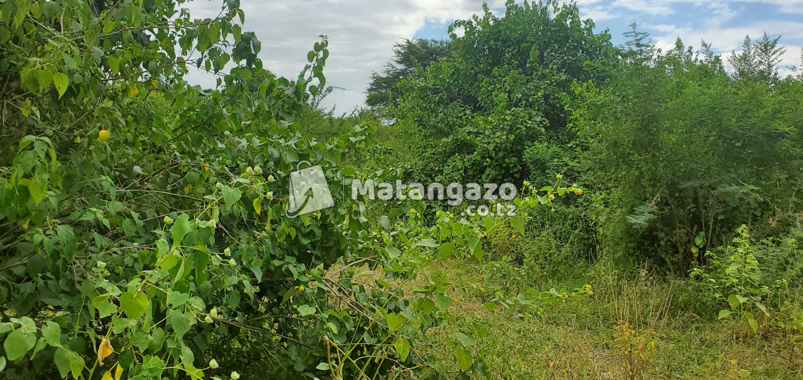 Shamba Linauzwa Kiwangwa Bago