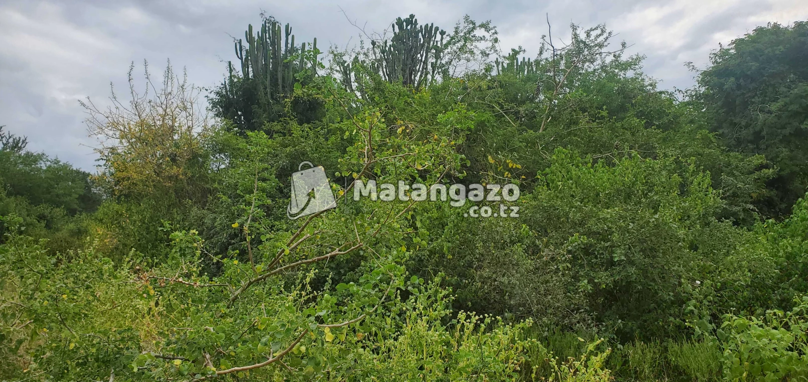 Shamba Linauzwa Kiwangwa Bago