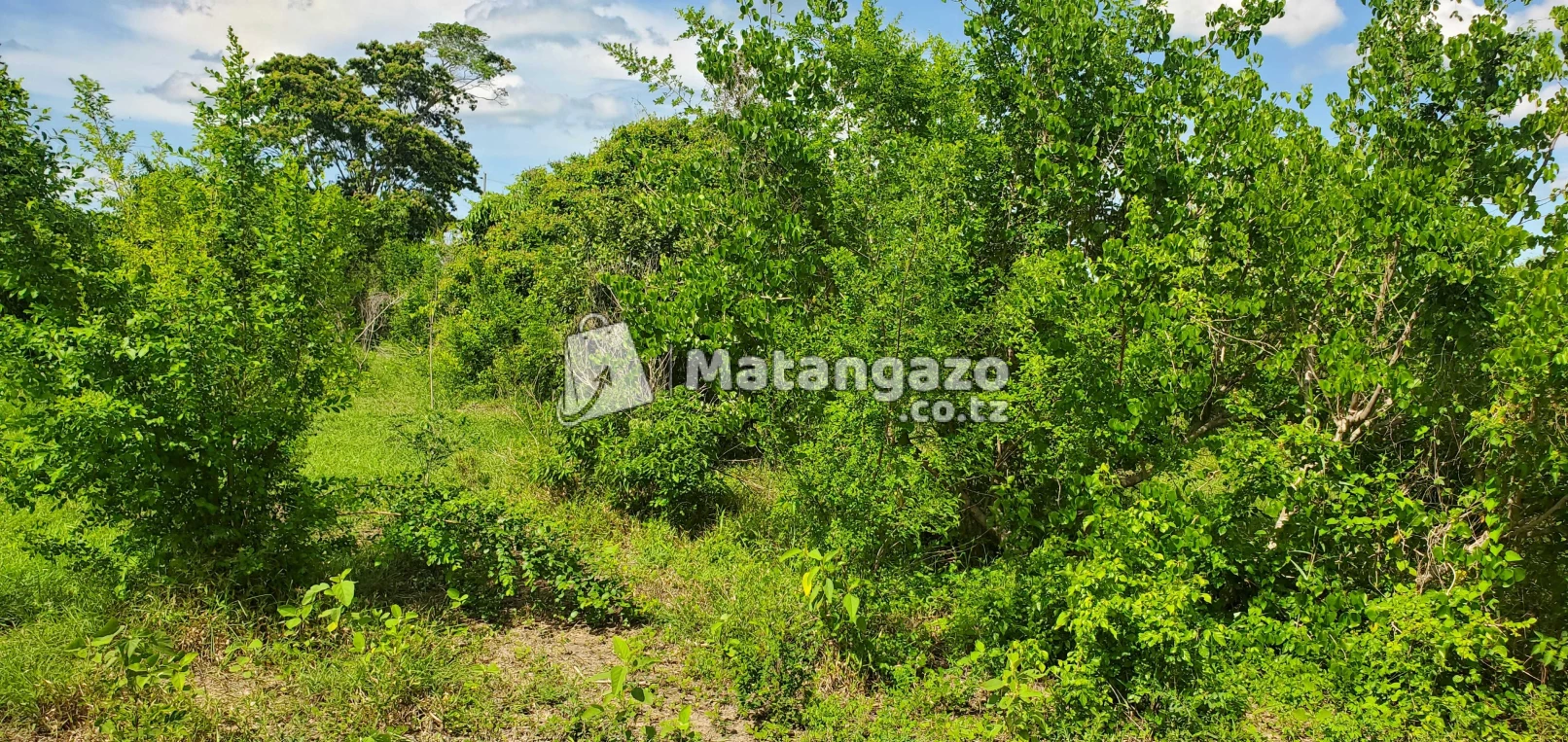 Shamba Linauzwa Msata Wami