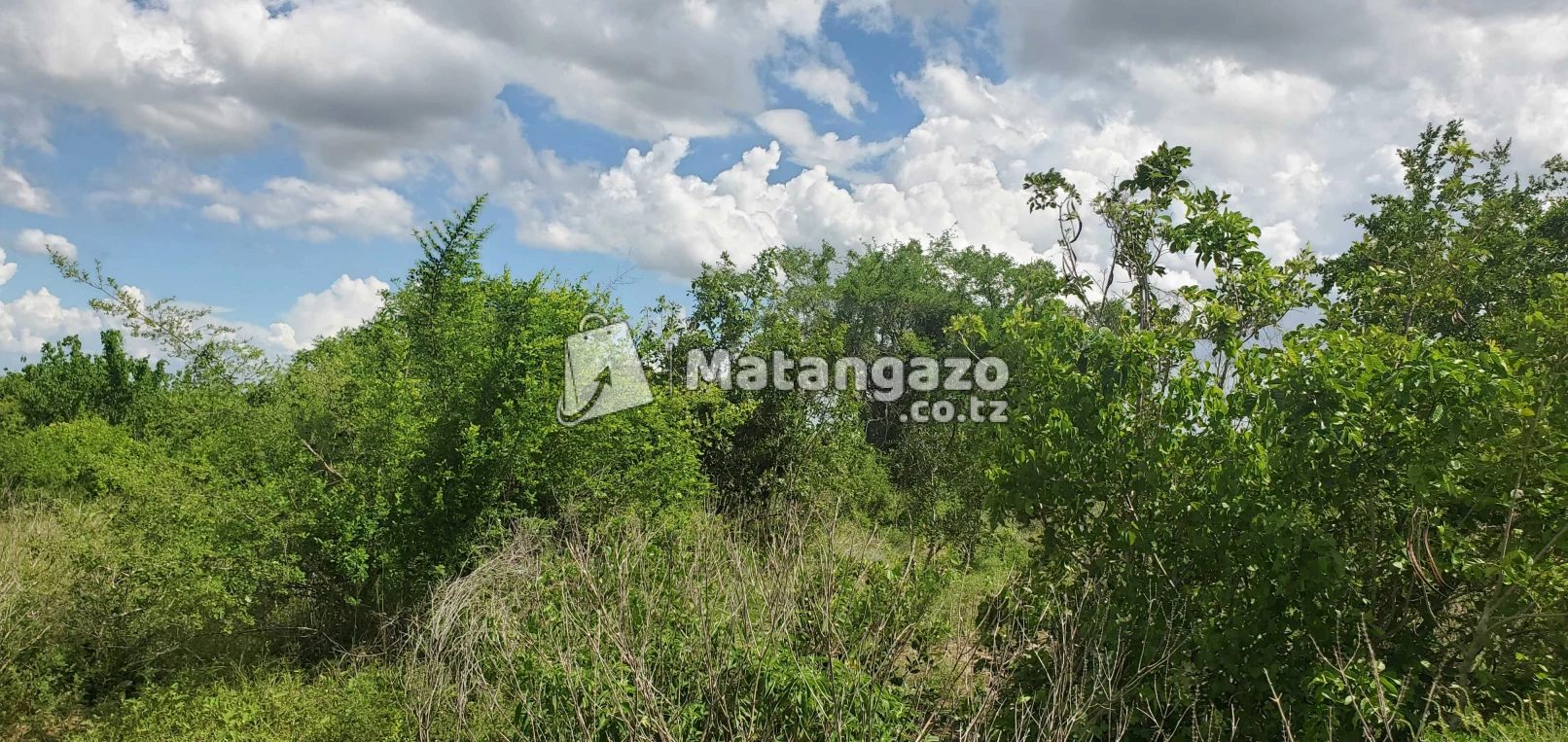Shamba Linauzwa Msata Wami