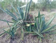 Shamba Linauzwa Kiwangwa