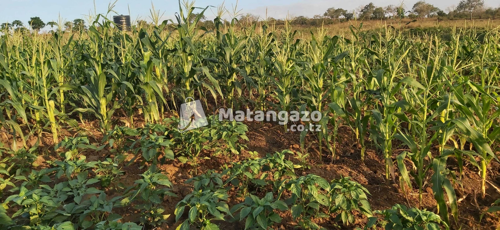 shamba la mto linauzwa kiwangwa