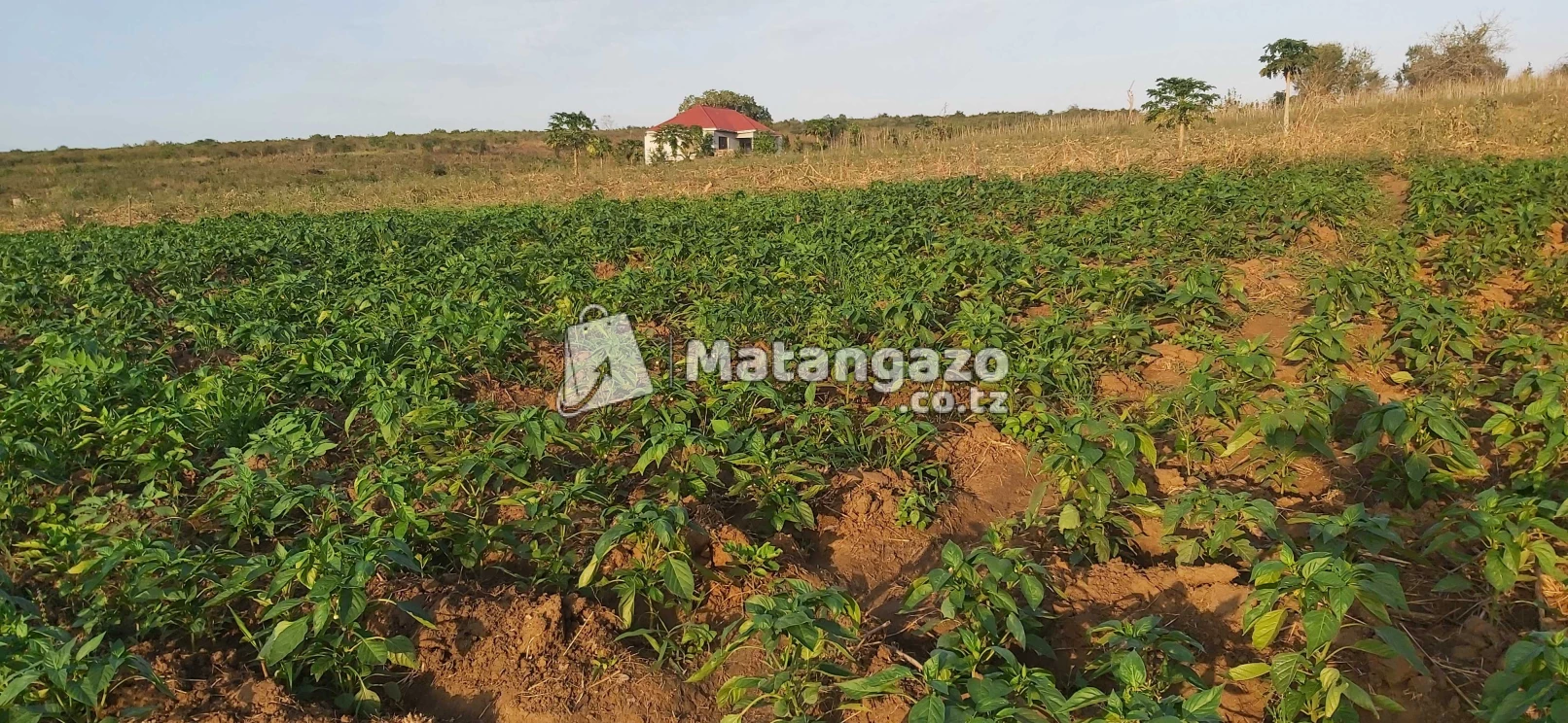 shamba la mto linauzwa kiwangwa