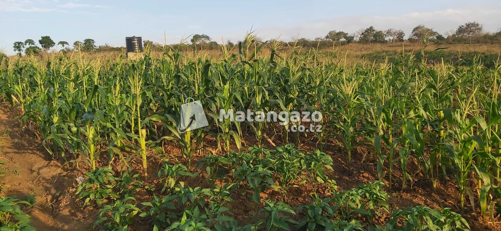 shamba la mto linauzwa kiwangwa