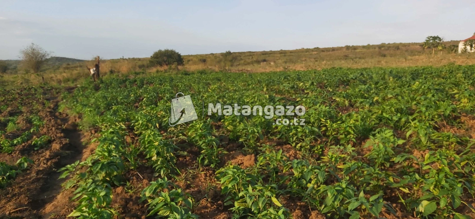 shamba la mto linauzwa kiwangwa