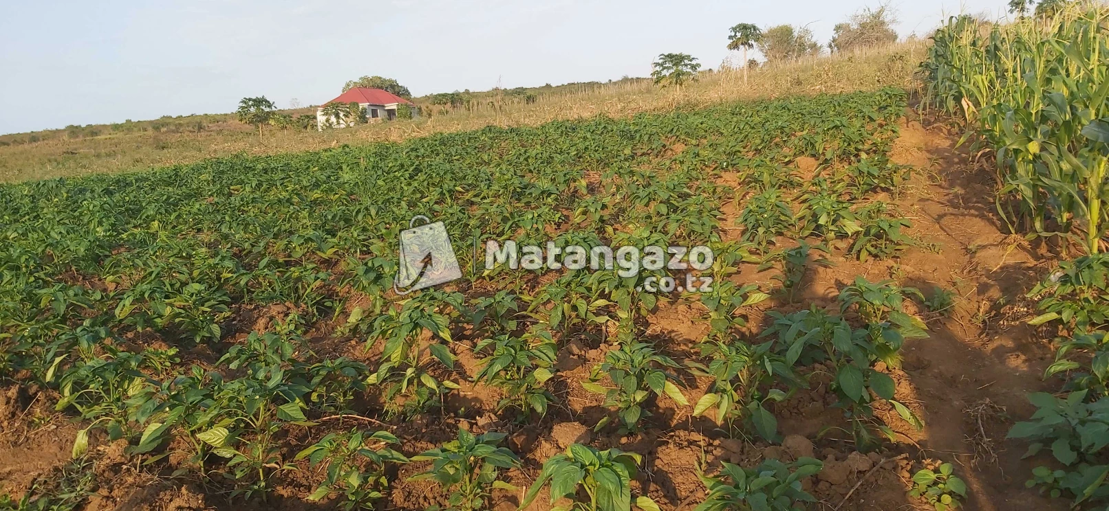 shamba la mto linauzwa kiwangwa