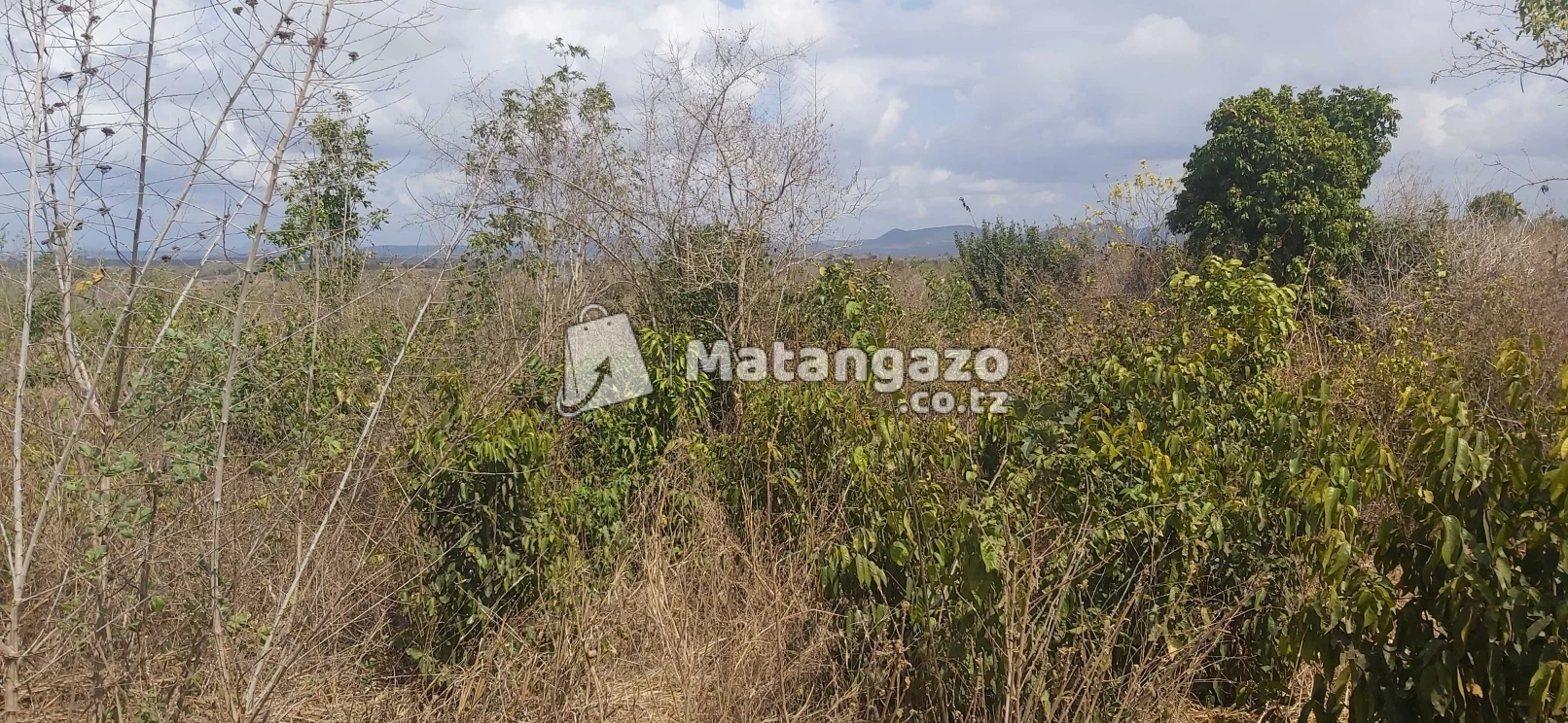 shamba la ekari 20 linauzwa kiwangwa bago