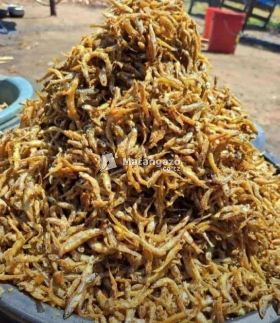 Dagaa watamu kwa Afya bola