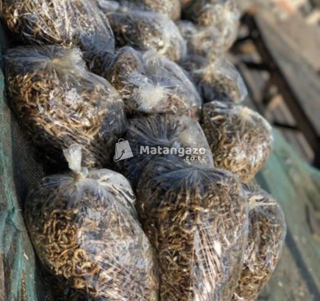 Dagaa watamu kwa Afya bola