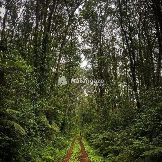 Rombo Marathon and Kilimanjaro Trekking Rongai Route 6 Days