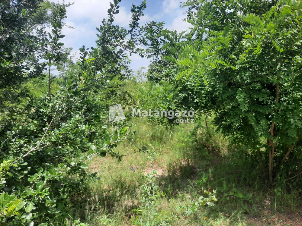 shamba la ekari 15 linauzwa fukayosi bagamoyo