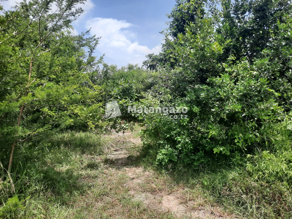 shamba la ekari 15 linauzwa fukayosi bagamoyo