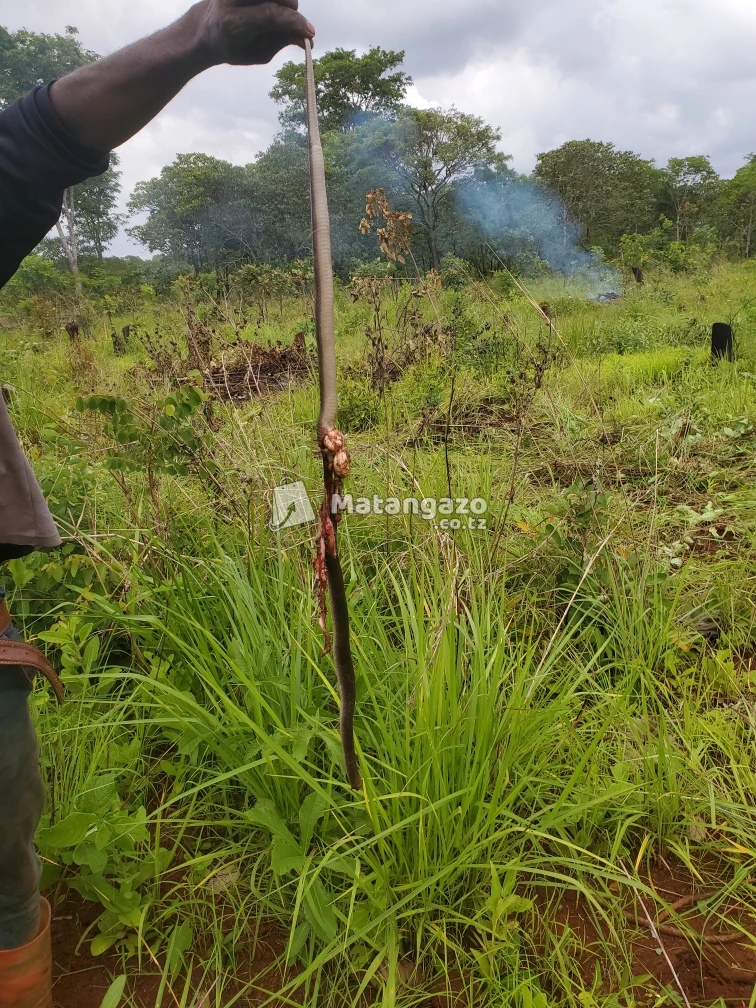 shamba ruvu