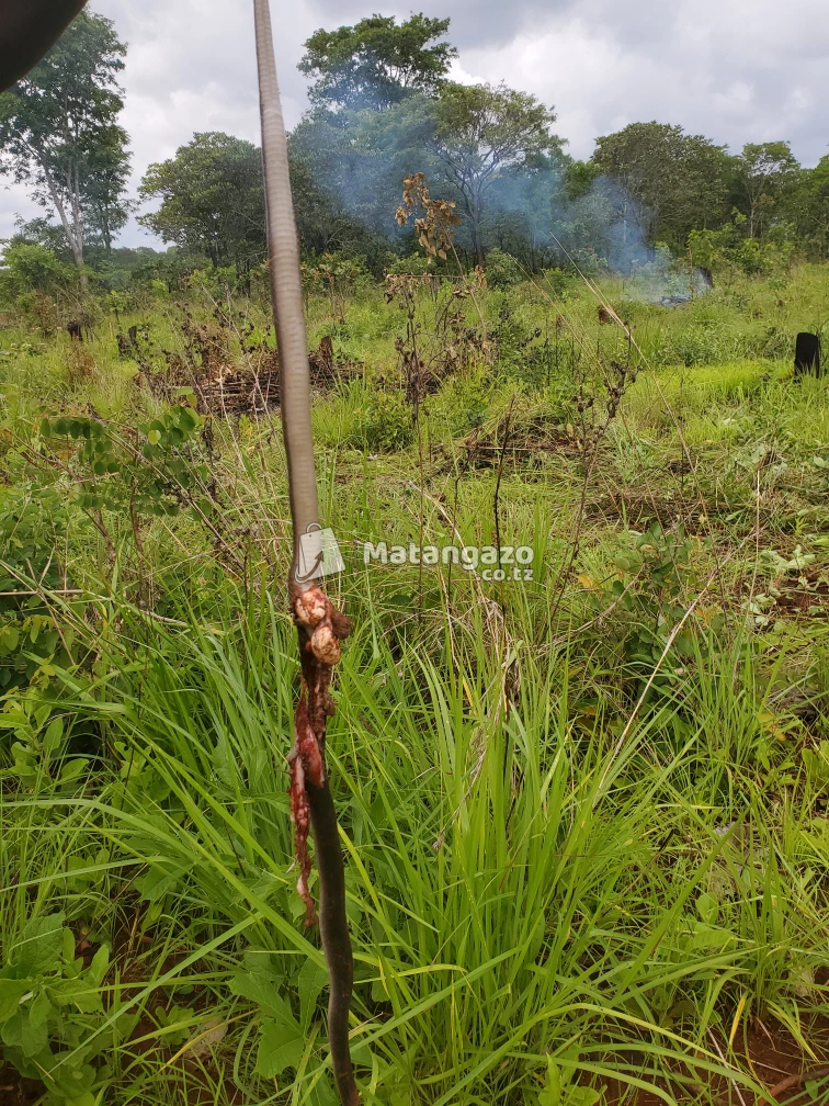 shamba ruvu
