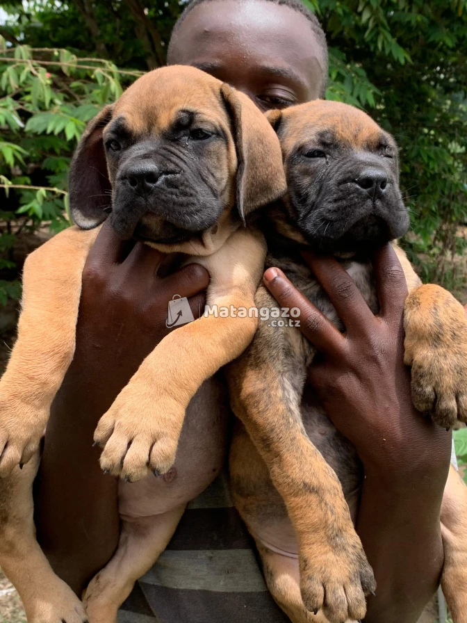 Puppies available male and female