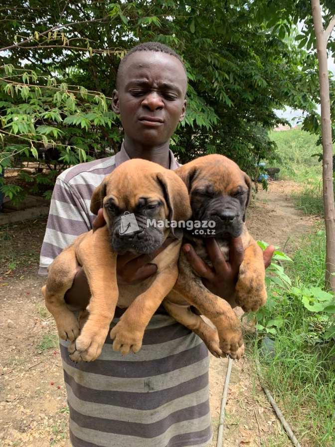Puppies available male and female