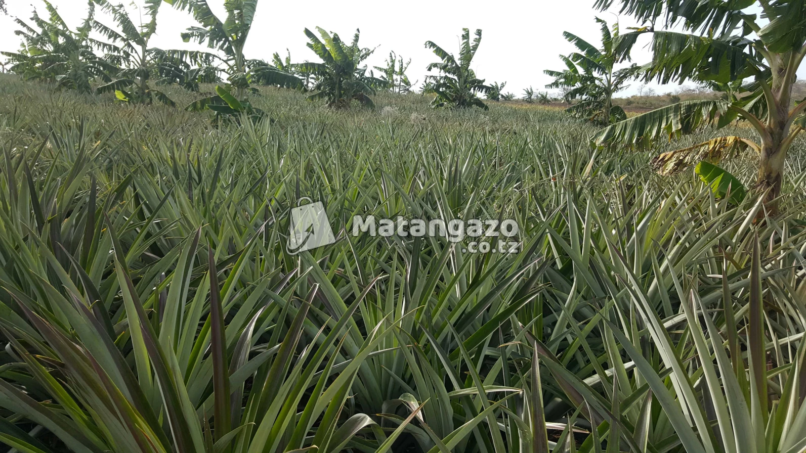 Shamba Linauzwa La Kulima Nanasi
