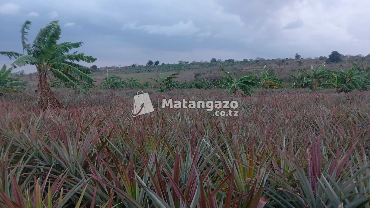 Shamba La Kulima Mananasi Linauzwa