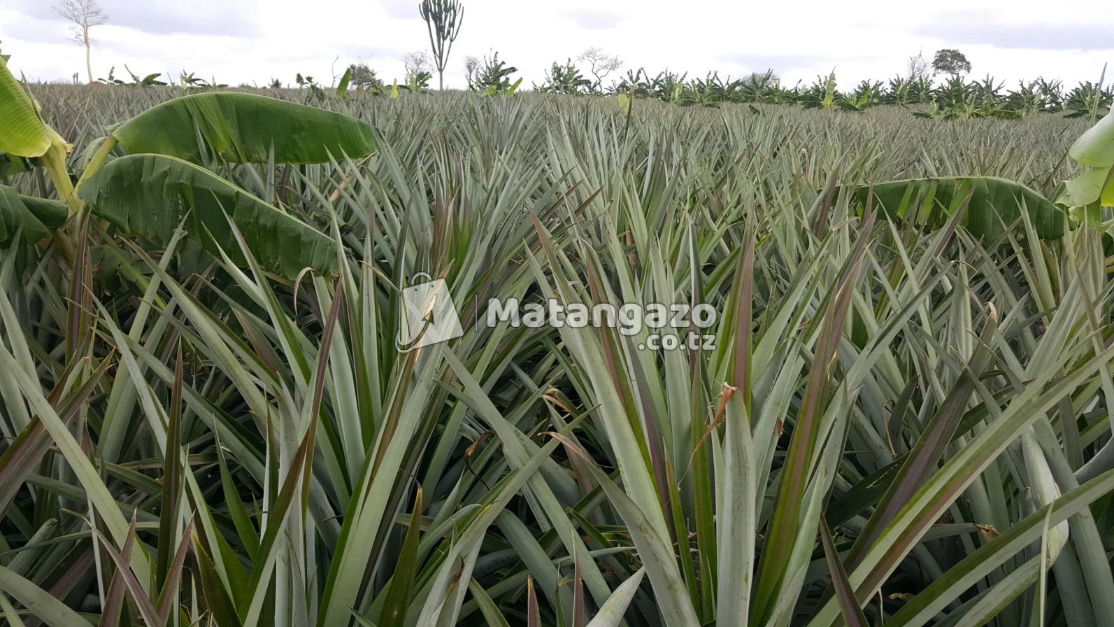 Shamba La Kulima Nanasi
