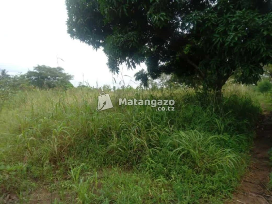 Shamba Linauzwa  Kiwangwa