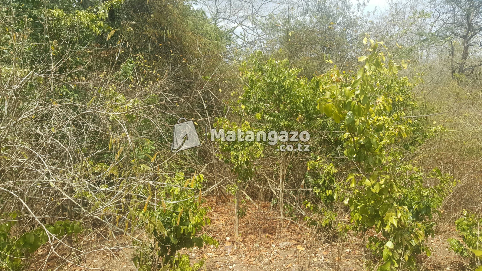 Shamba Linauzwa Eka 60