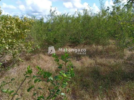 Shamba Linauzwa  Kiwangwa 30