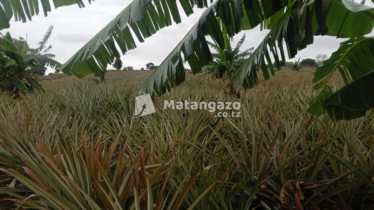 Shamba La Kulima Mananasi Linauzwa
