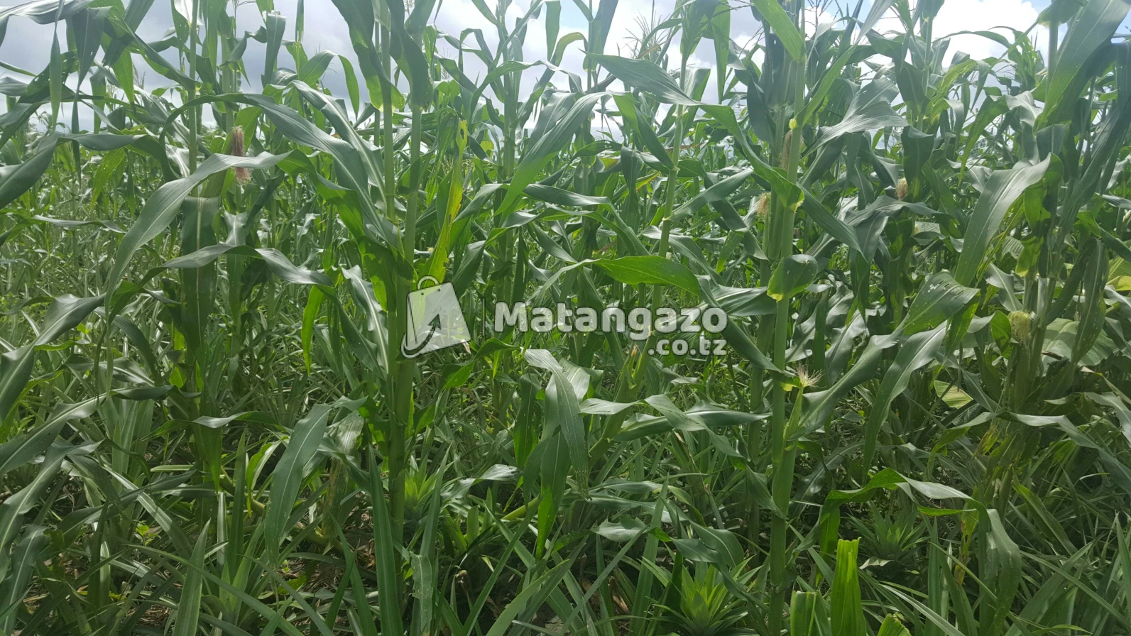 Shamba  Linauzwa