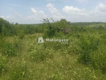 Shamba Linauzwa Kiwangwa Mwetemo