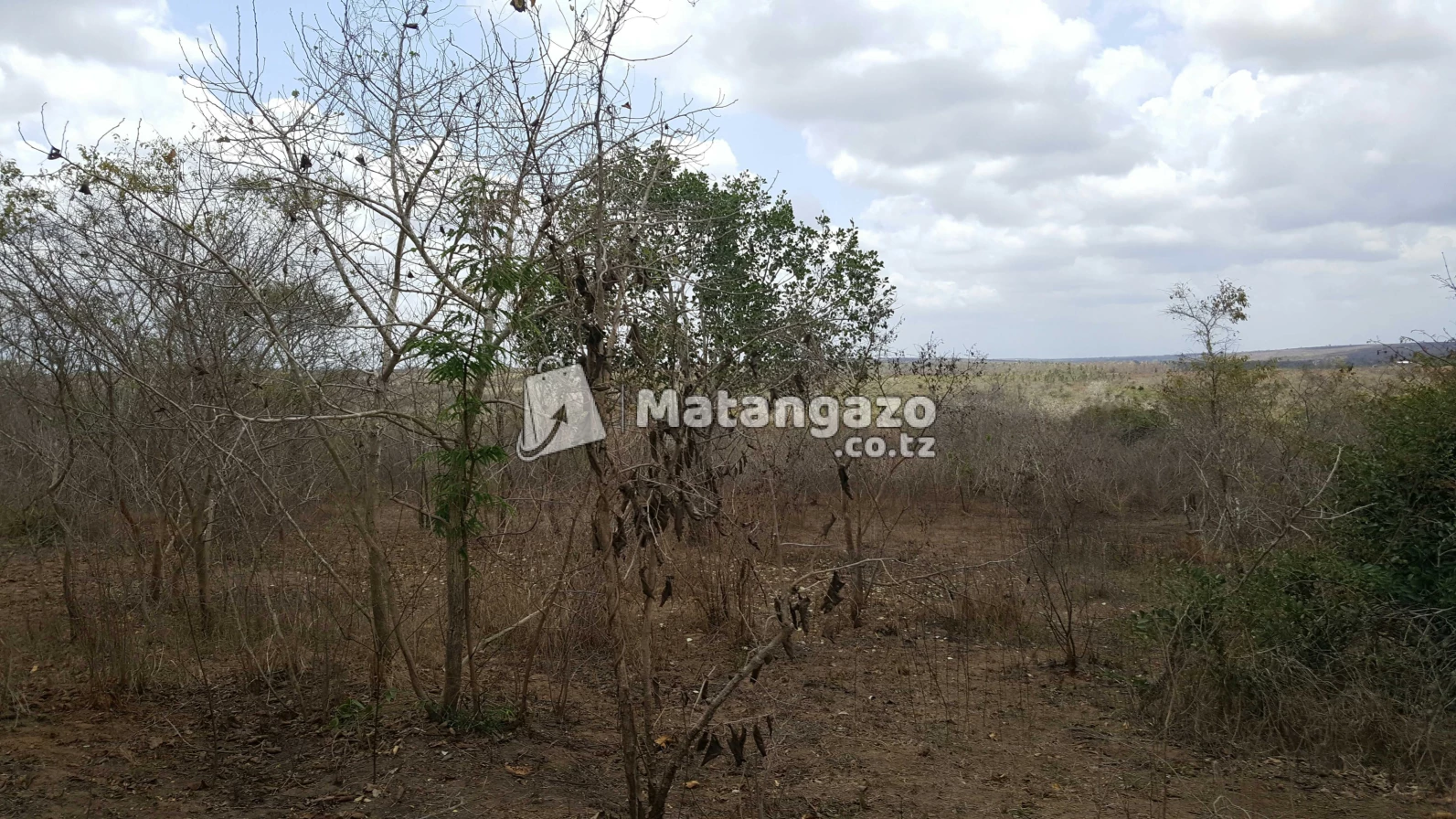 Nauza  Shamba