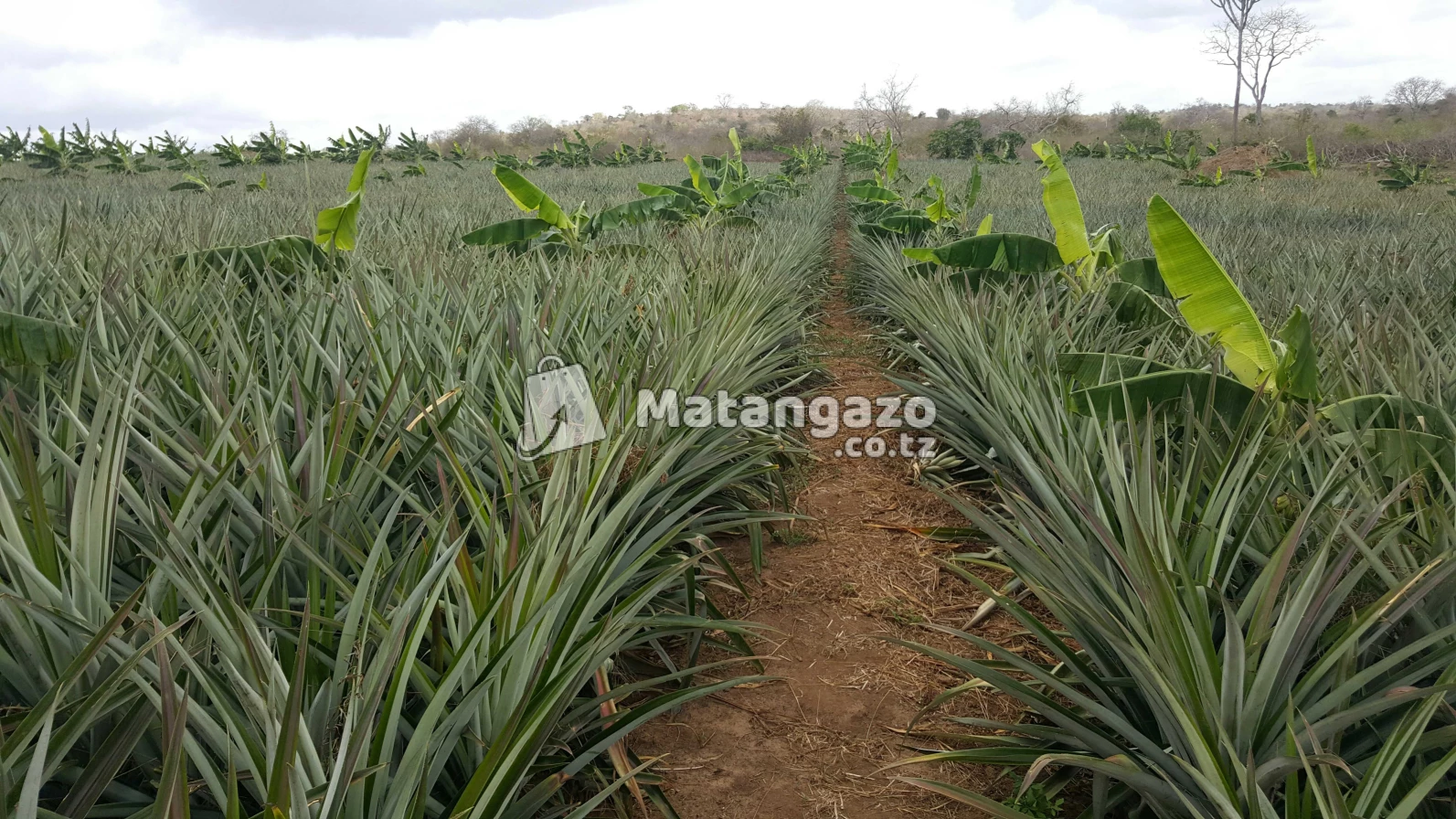 Shamba La Kulima Nanasi