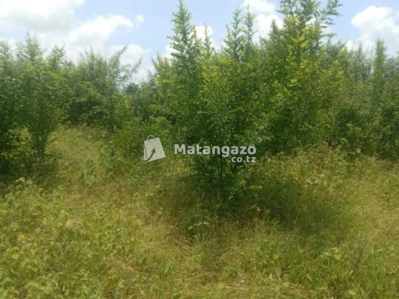Nauza  Shamba Mwetemo