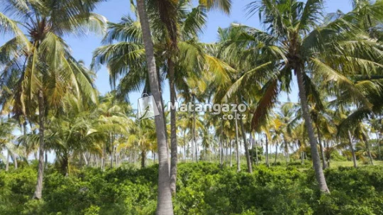 Beach Prot Mkwaja Pangani