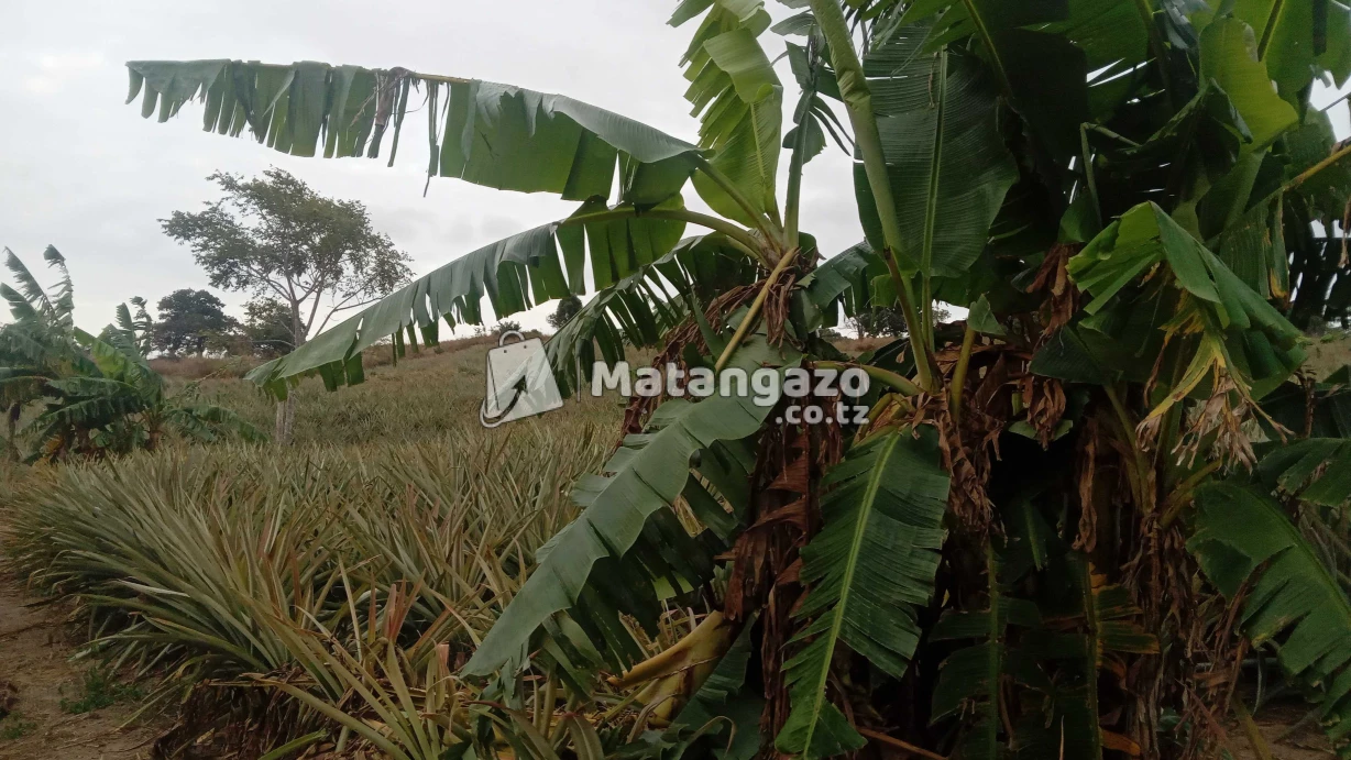 Shamba La Kulima Mananasi Linauzwa